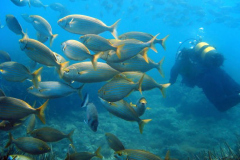 School of fish with scuba diver in the Medes islands, Mediterranean sea, Costa Brava, Catalonia, Spain